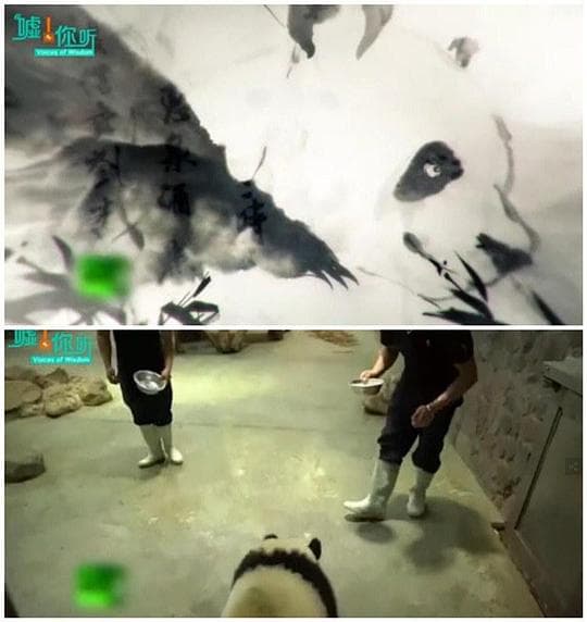 中国如何拯救大熊猫海报